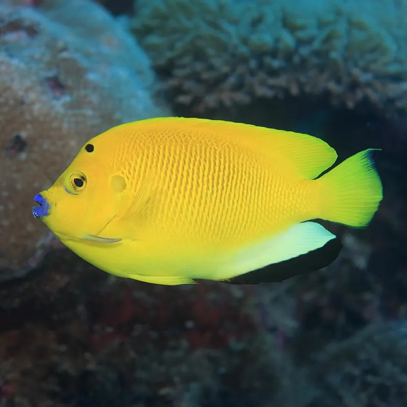 SW - Flagfin Angelfish (Indonesia) - Medium/Large