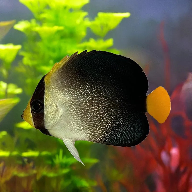 SW - Singapore Angelfish (Philippines) - Medium