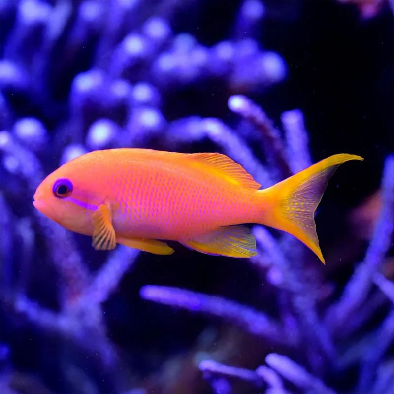 SW - Carberryi Anthias (Africa) - Medium