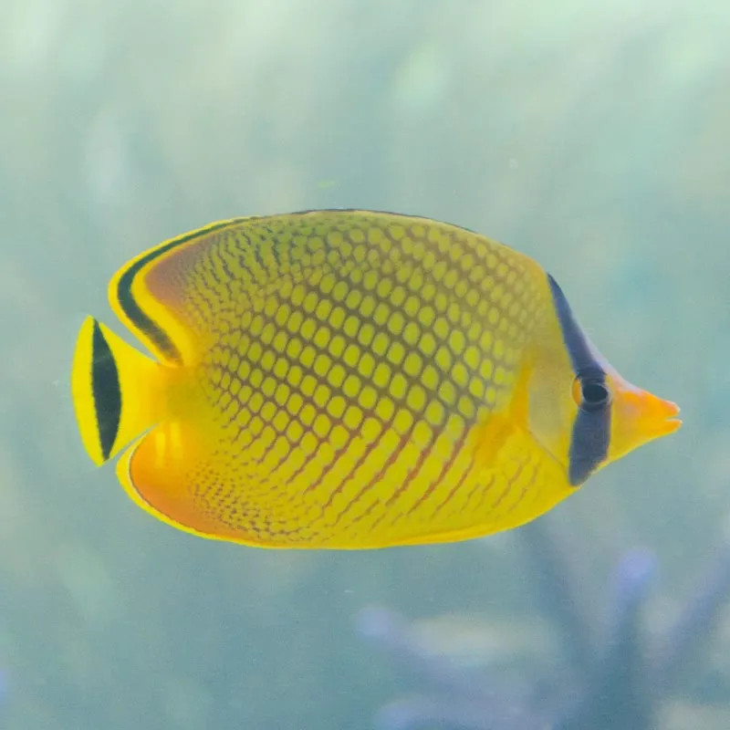 SW - Latticed Butterflyfish (Indonesia) - Small