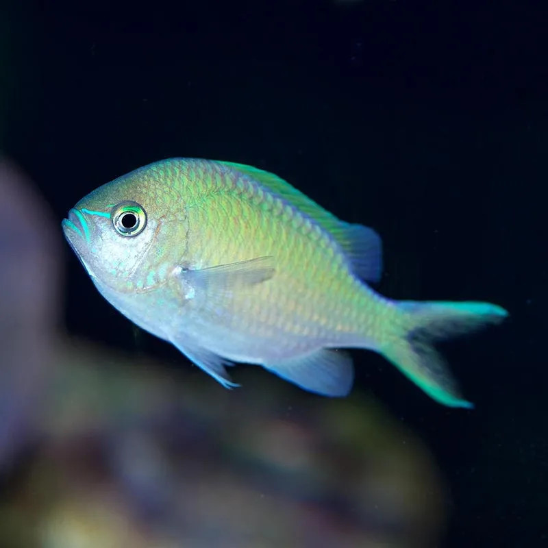 SW - Green Reef Chromis (Philippines)- Medium