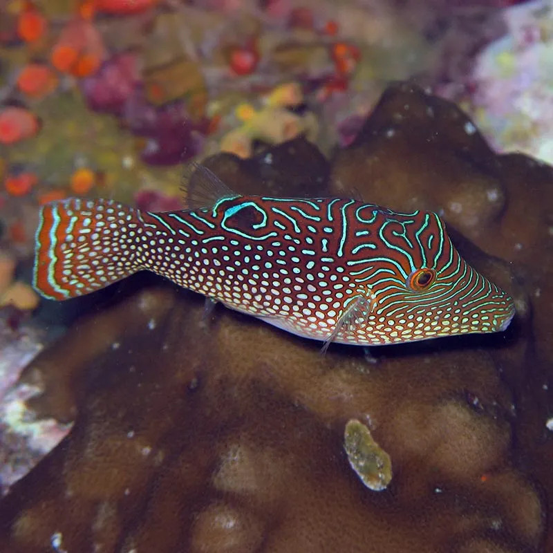 SW - Blue Spotted Puffer (Indonesia) - Small