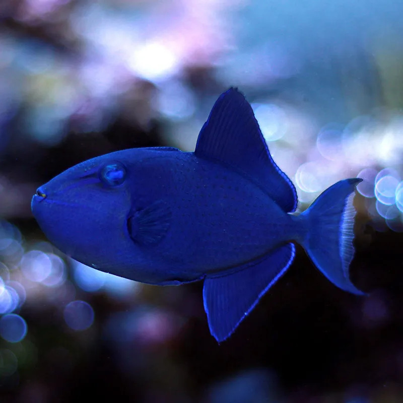 SW - Niger Triggerfish (Sri Lanka) - Large