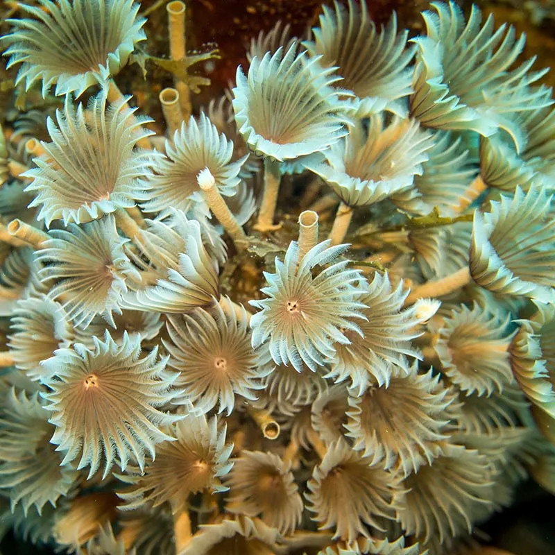 SW - Feather Duster, Assorted (Philippines)