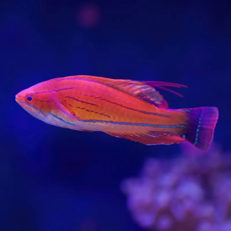 SW - Carpenter's Flasher Wrasse (Africa) - Medium