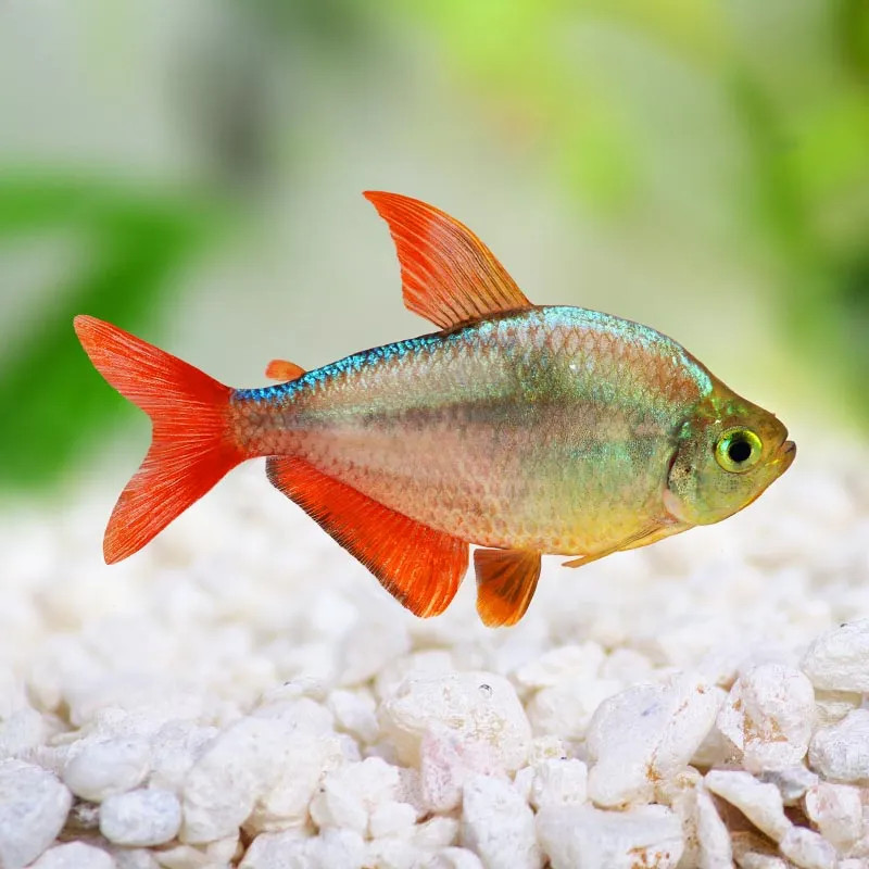 FW - Red/Blue Columbian Tetra