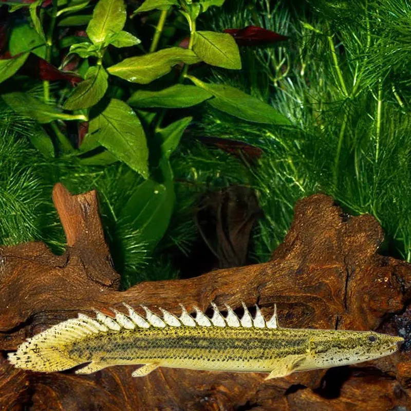 FW - Lapradei Bichir