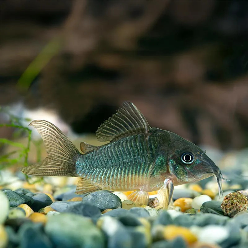 FW - Emerald Green Cory Cat - Small