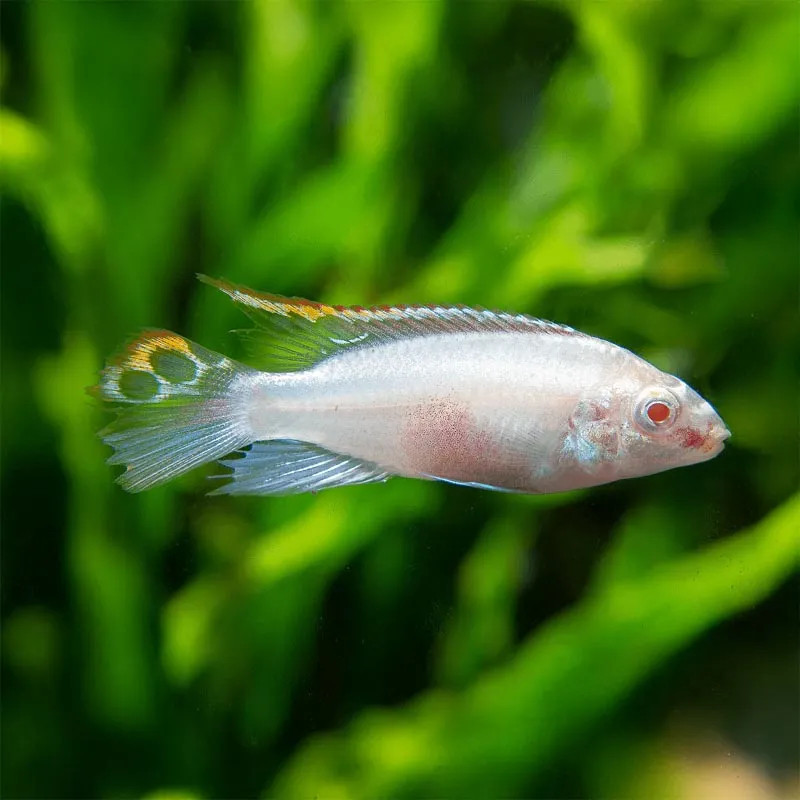 FW - Albino Kribensis Cichlid