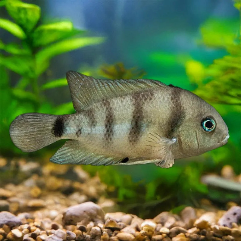 FW - Cutter's Cichlid