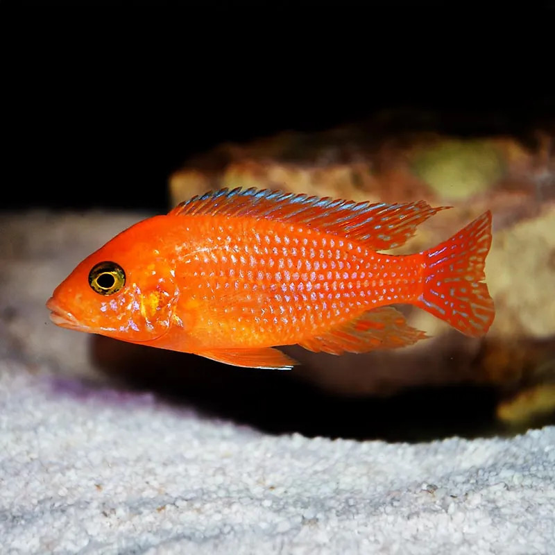 FW - Red Zebra Cichlid - Small