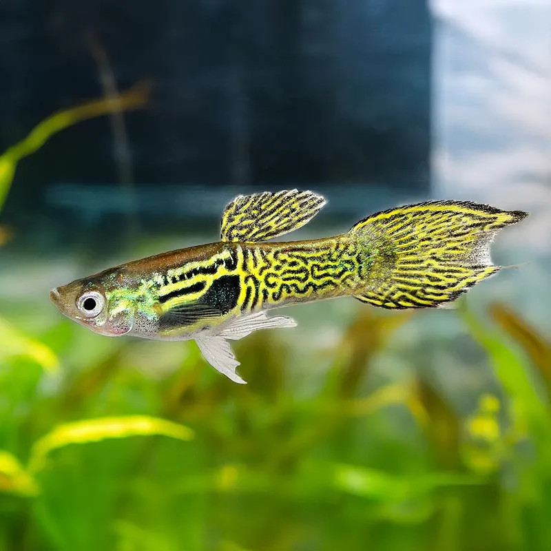 YELLOW TIGER ENDLER GUPPY