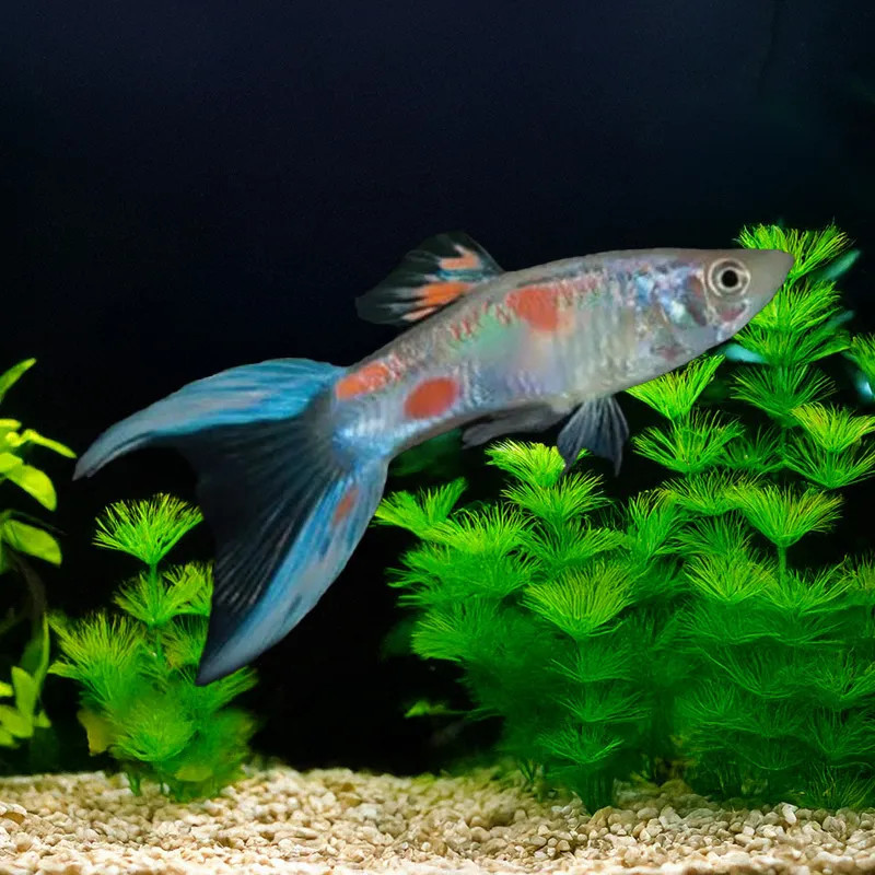 SCISSORTAIL GUPPY