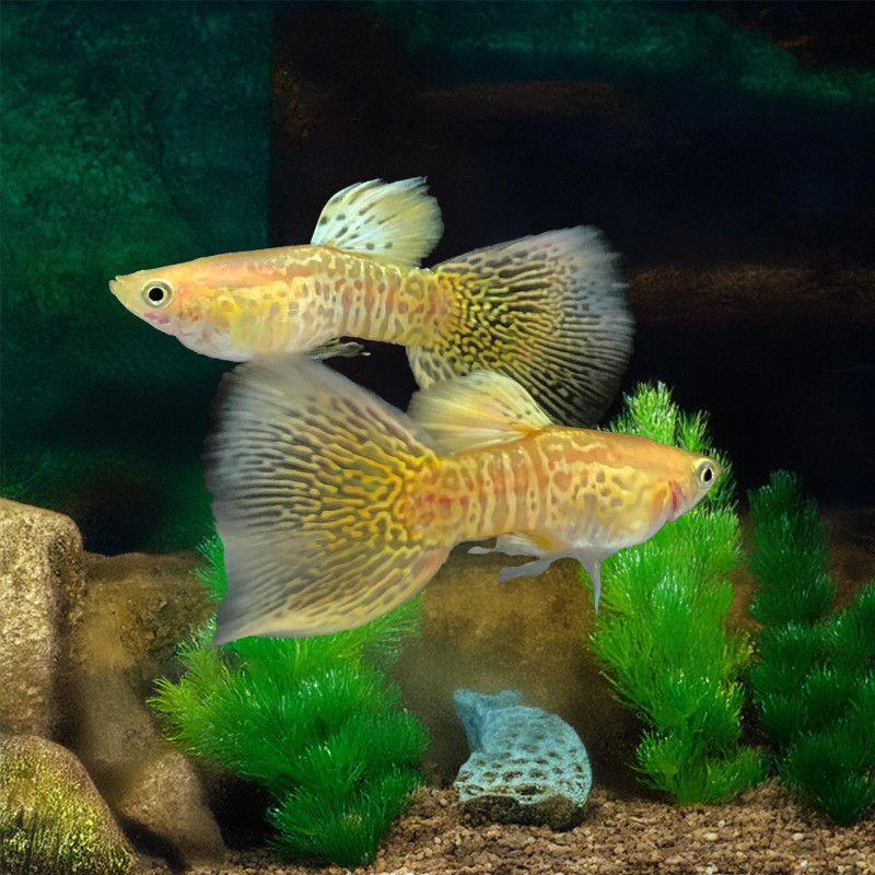 YELLOW BLONDE GUPPY