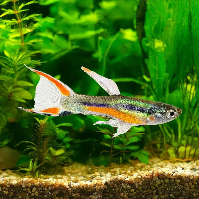 ENDLER GUPPY