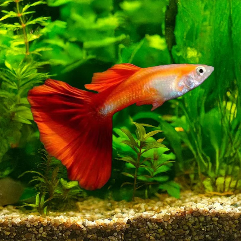 BLONDE RED GUPPY