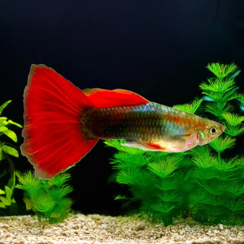 BLONDE RED TUXEDO GUPPY