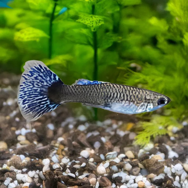 PREMIUM ELEPHANT EAR ASSORTED GUPPY FEMALE