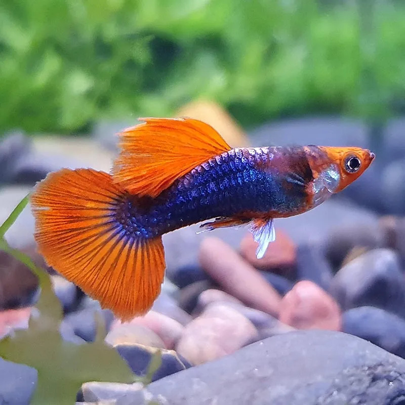 KOI TUXIDO GUPPY