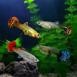 ASSORTED COBRA FEMALE GUPPY
