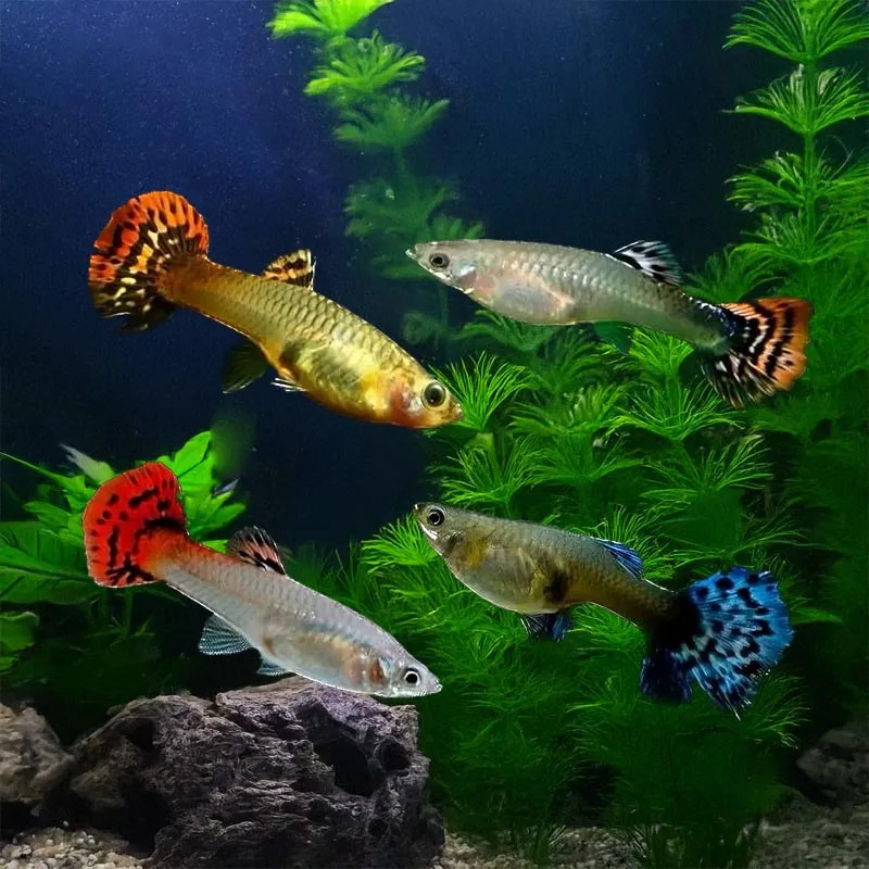 ASSORTED COBRA FEMALE GUPPY