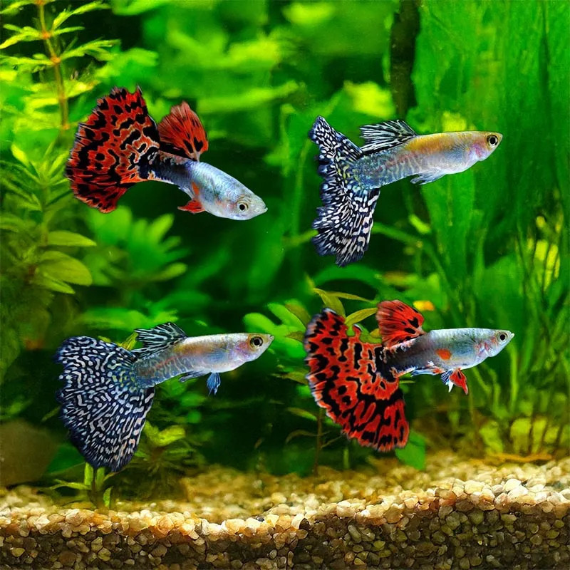 ASSORTED COBRA GUPPY