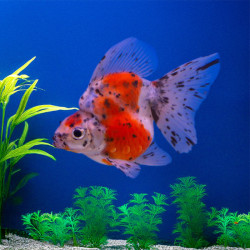 GOLDFISH-CALICO RYUKIN GOLDFISH