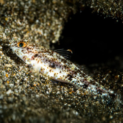 White Sand Goby
