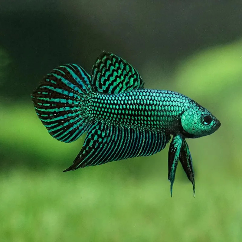 Green Alien Betta Male