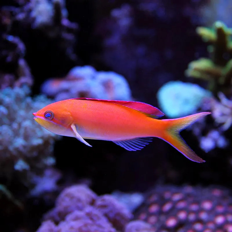 Dispar Anthias male