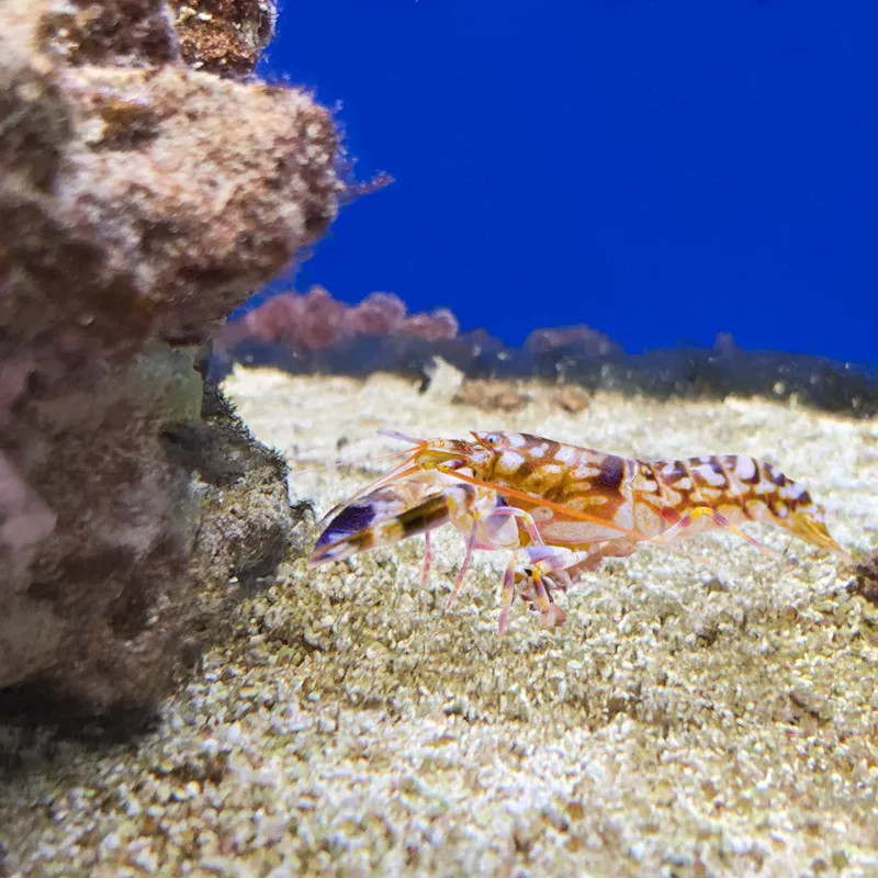 Tiger Pistol Shrimp