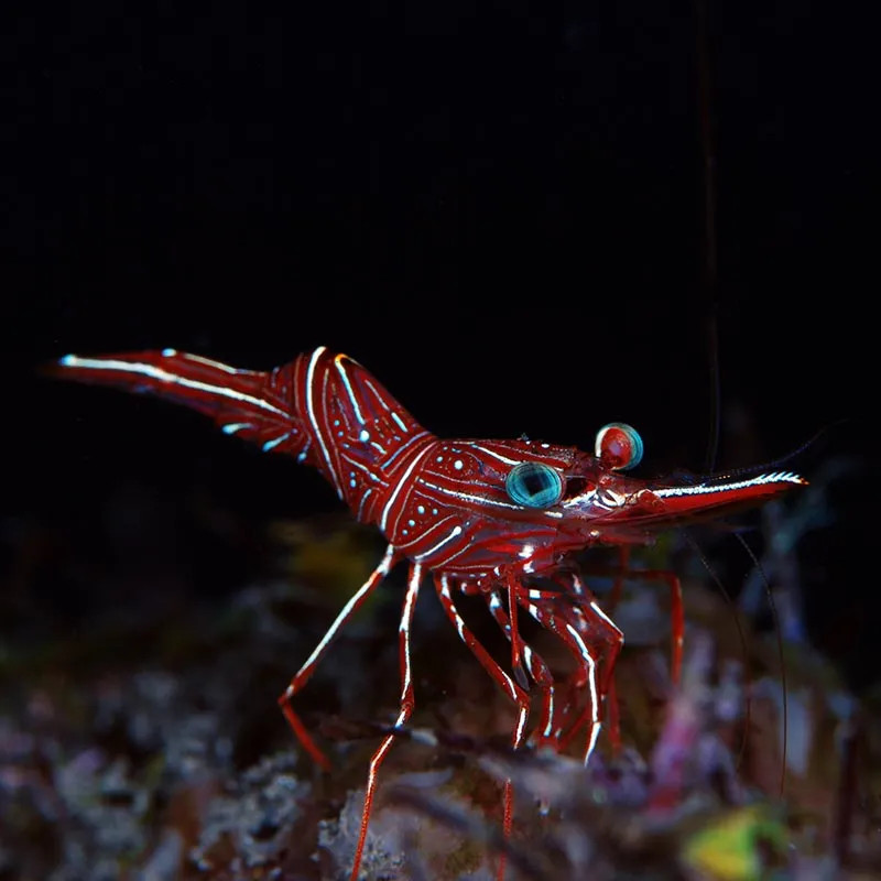 Dancing shrimp