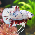 Halfmoon Giant Betta - Male