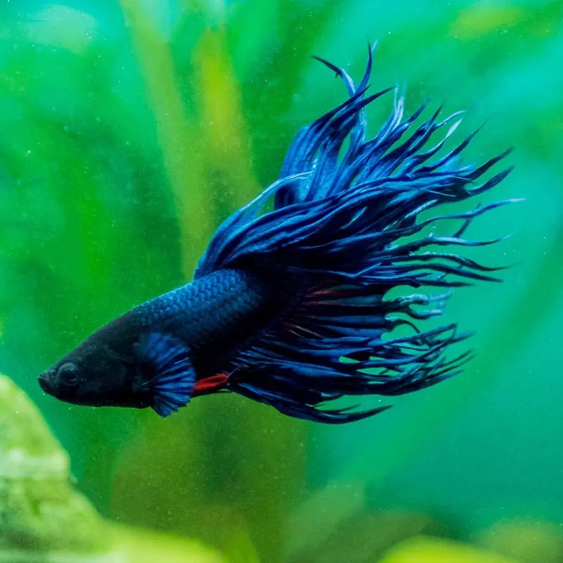 BLUE CROWNTAIL BETTA