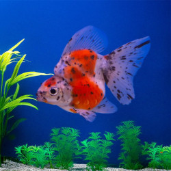 FW - Calico Oranda Goldfish - Small
