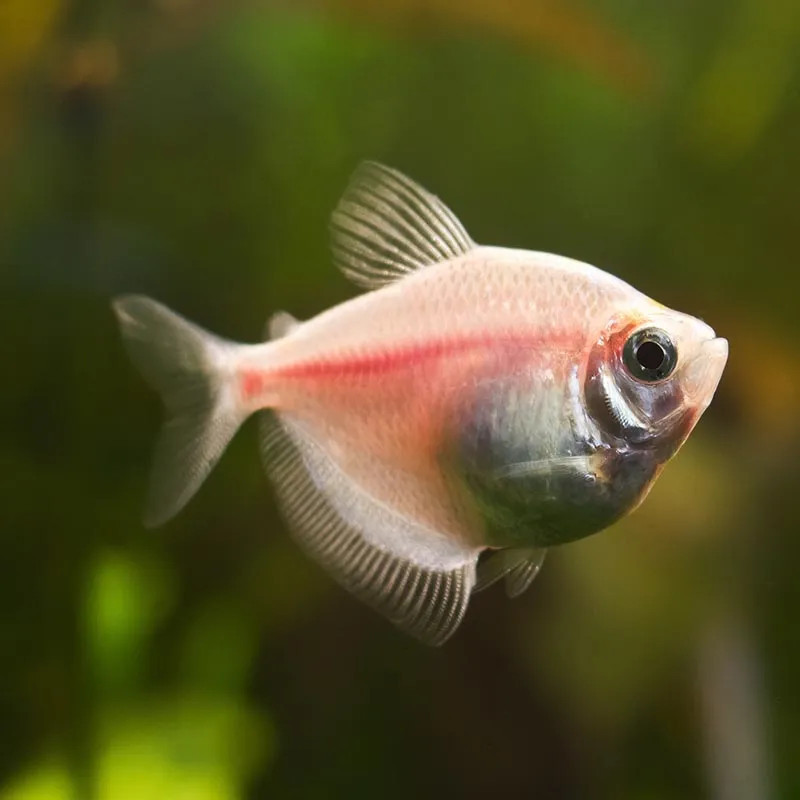 CHARACIDAE-WHITE WIDOW TETRA MALE M 3 CM