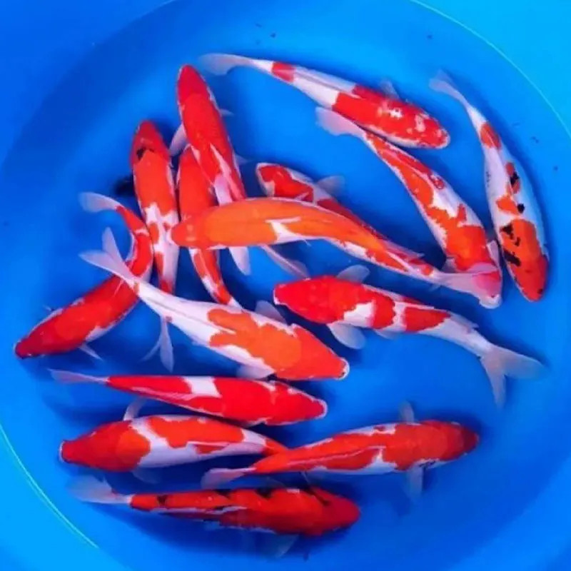 PO - Kohaku High Quality Koi Japan Strain - Large