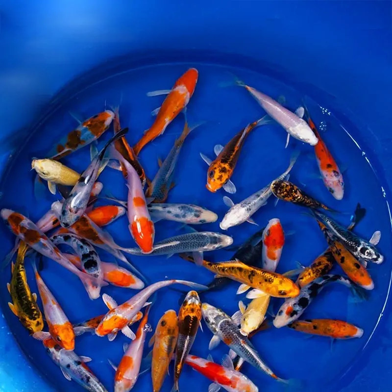 PO - Assorted Koi - Domestic - Small/Medium (Single)