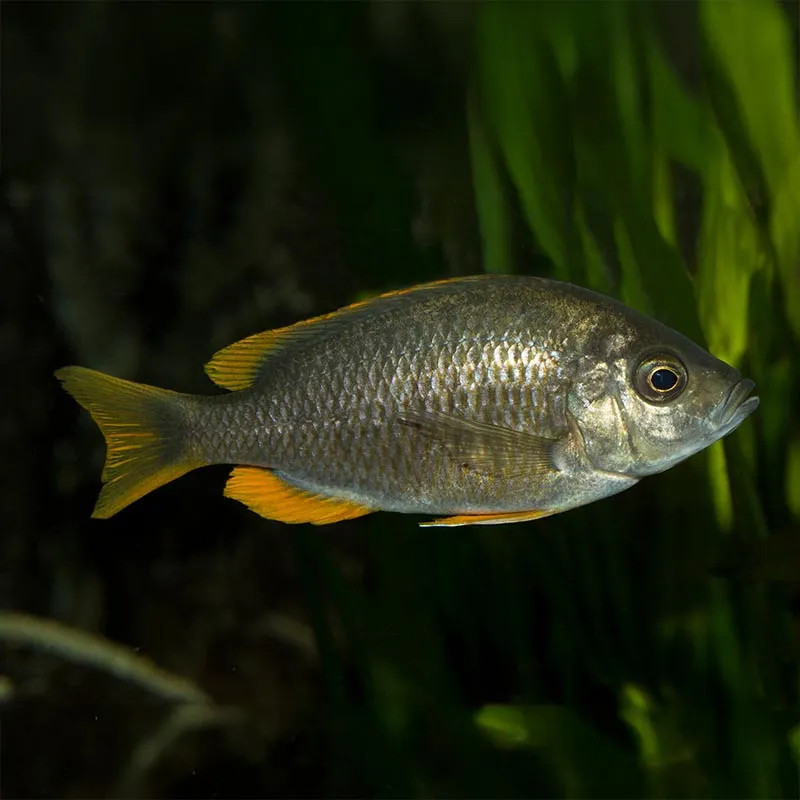 FW - Yellowfin Borleyi Cichlid