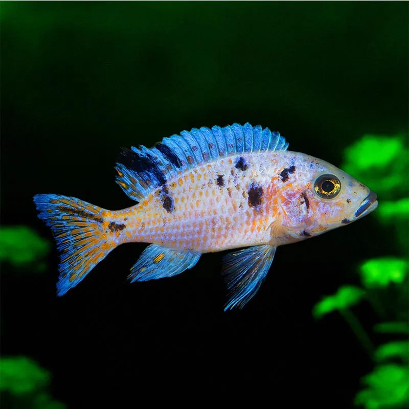 FW- Platinum OB Peacock Cichlid