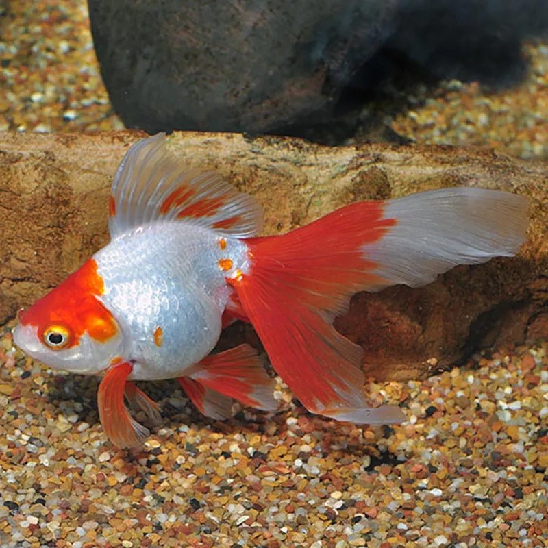 GOLDFISH-RED WHITE RYUKIN  4-5 CM