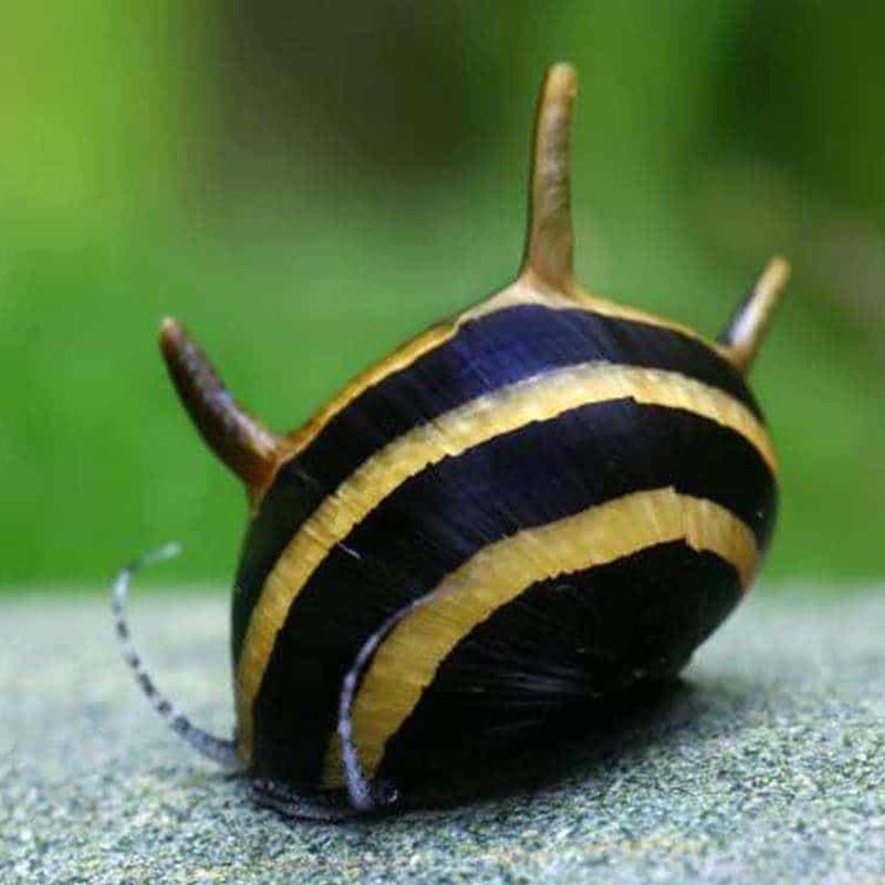 SNAIL-HORNED ALL