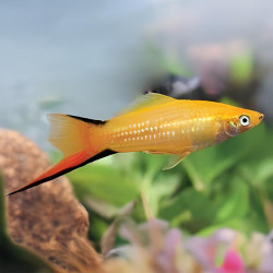 FW - Golden Comet Swordtail