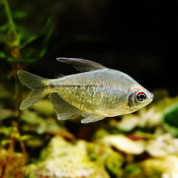 FW - Diamond Tetra