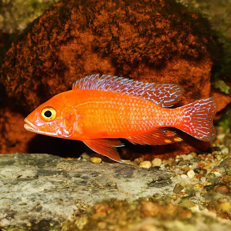 FW- Dragon Blood Peacock Cichlid