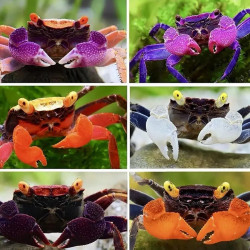 Assorted Vampire Crabs