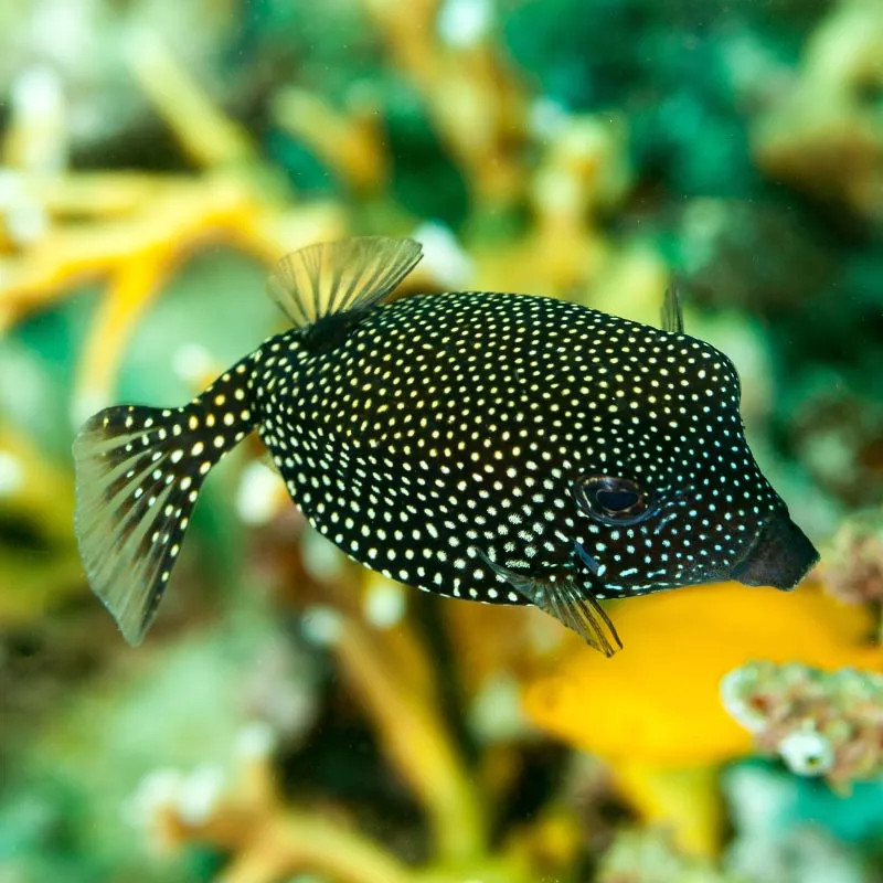 Black Boxfish