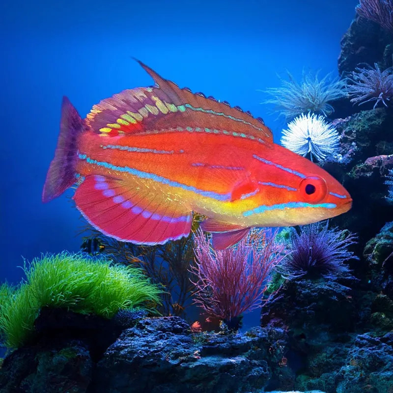 Mccosker flasher wrasse Adult M