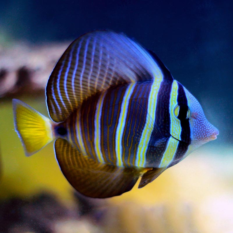 Pacific Sailfin tang