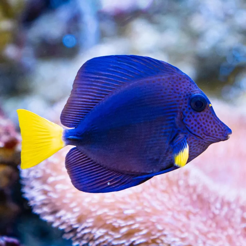 Purple tang, Small